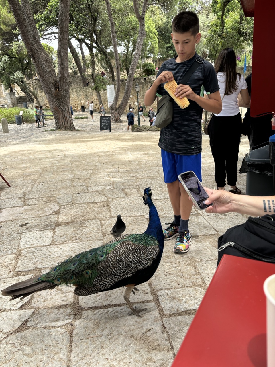 Asher feeding the peacocks