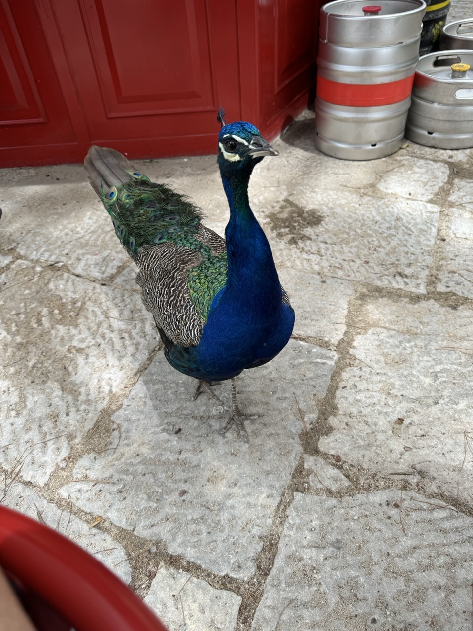 Peacocks at Castelo Sao Jorge