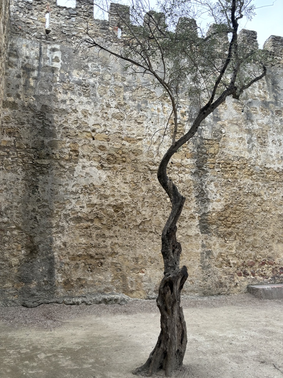Tree growing within the castle