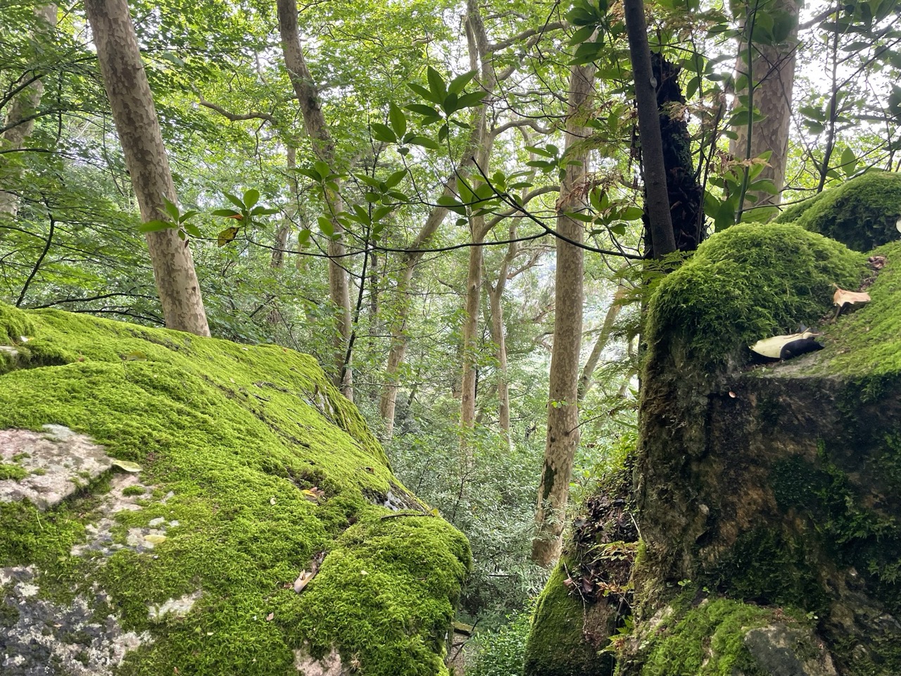 Woods near Sintra