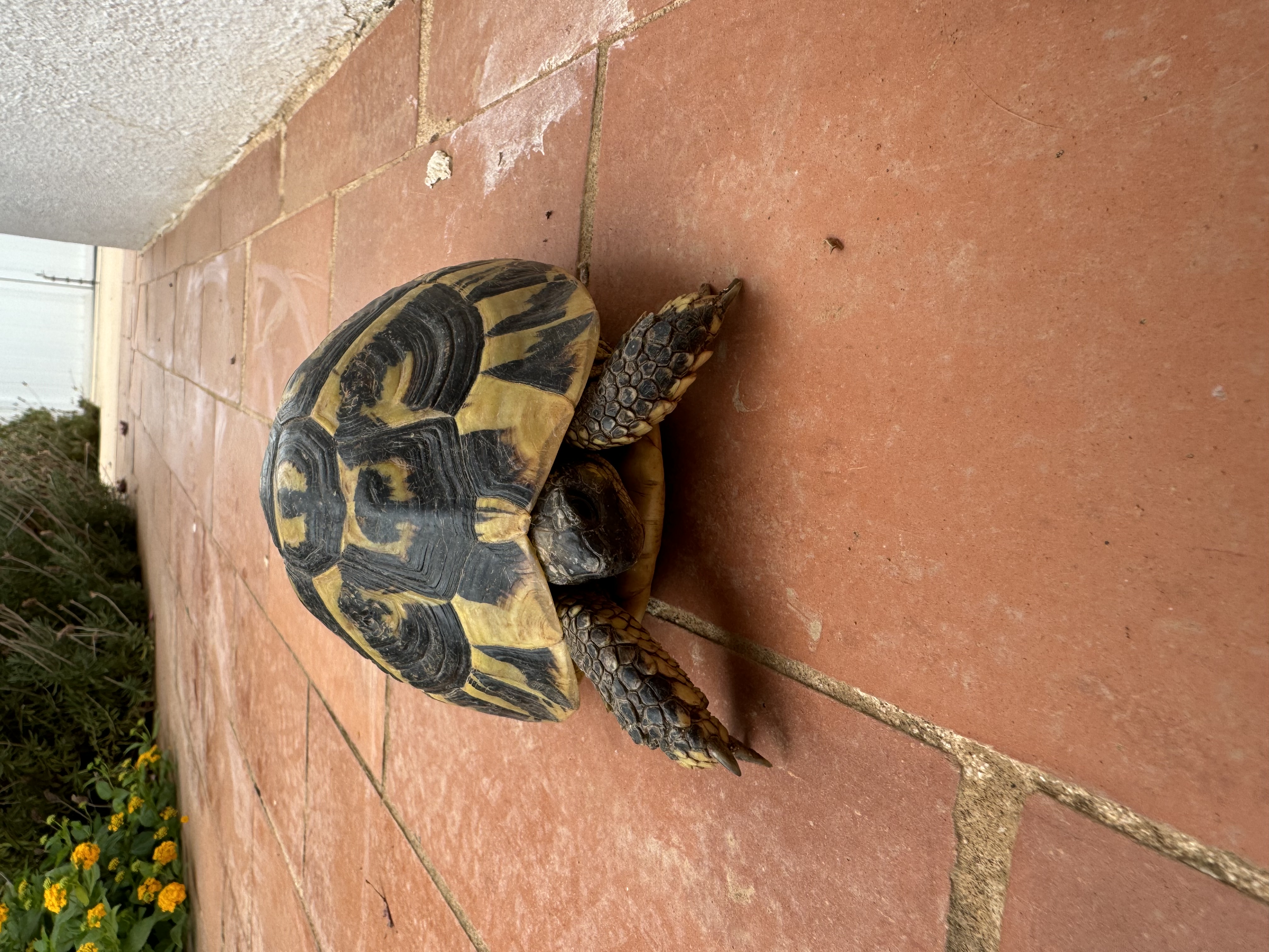 Our villa's resident turtle, nicknamed 'Tortie'