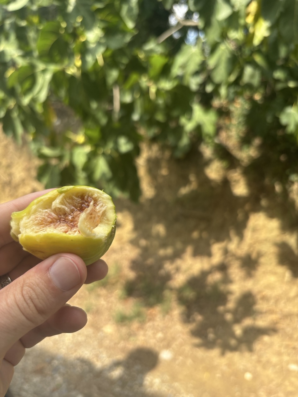 Figs warmed by the sun