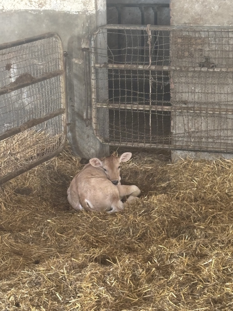 A young calf