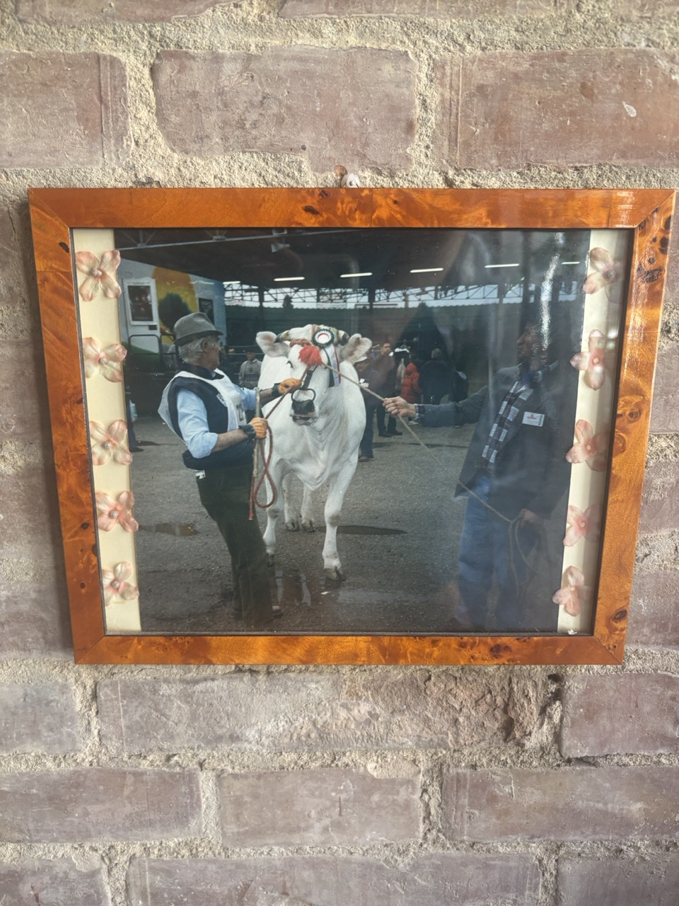 Prize winning cattle