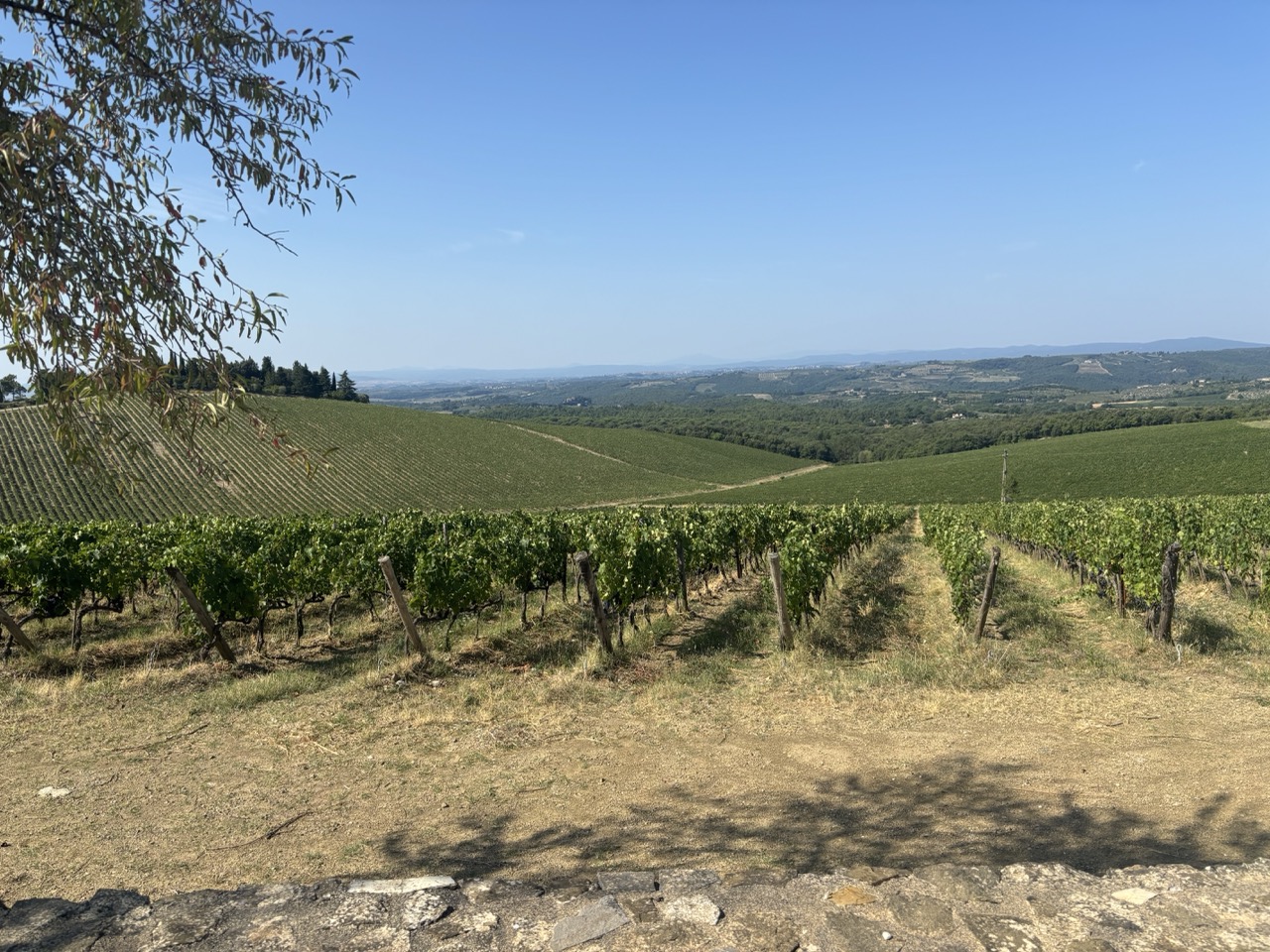 The vineyards
