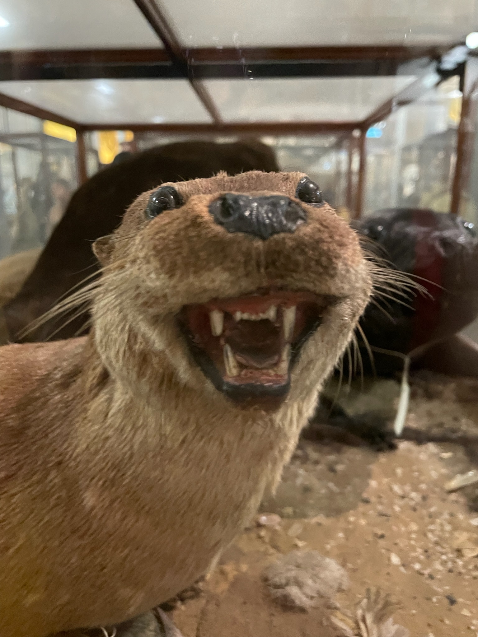 Derpy otter