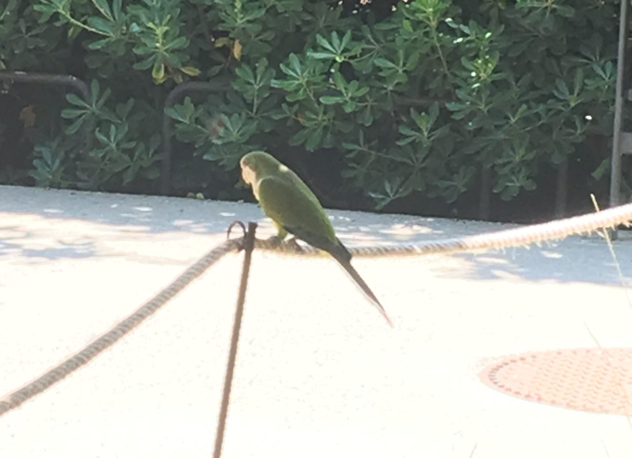 A green parrot in Parc de les Aigües