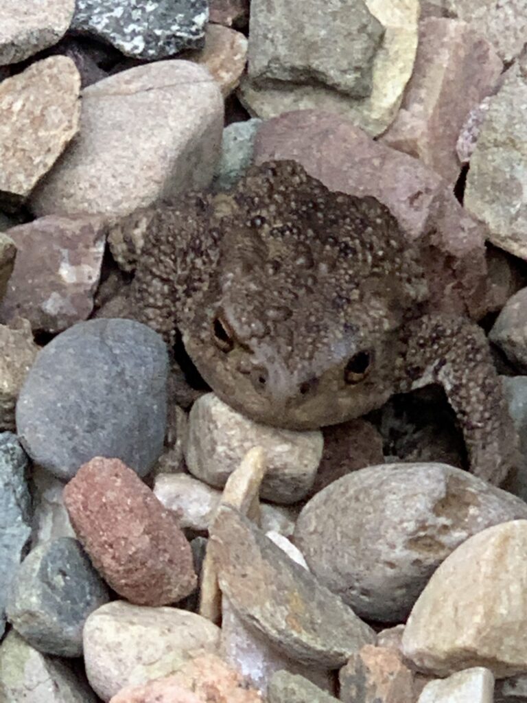 TOAD
